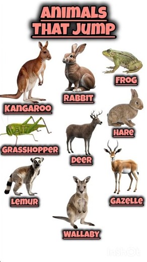 Animals That Jump | Kangaroo, Rabbit, Frog & More | GK #shorts