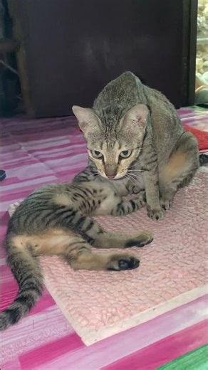 #catsofyoutube #cute #cat #shorts