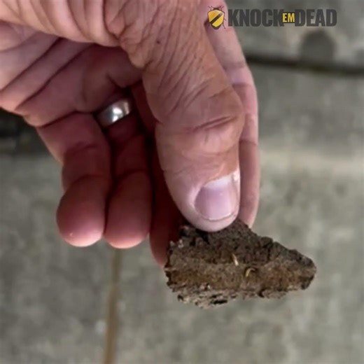 Subterranean Termites In The Wild In Frisco Tx - Knock Em Dead Pest Control