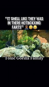 “Smell like they was in there hotboxxing fatrs” 🤦🏾‍♂️🤣😂#voiceover #gorillatag #toxicgorillafamily #alquincewalker #comedy #skit #funnyanimals #funnyvoiceover #animalvoiceover #CapCut | Alquince So'stupid Walker