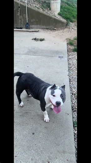 Adopt Duval Bullies Mary Jane in New England