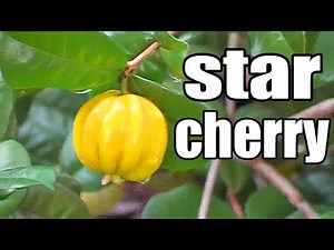 PITANGATUBA : Trying a Delicous Star Shaped Fruit - Weird Fruit Explorer in Florida - Ep. 72