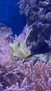 Wow look at this incredible Longhorned cow fish! 🐮 This species is found out on the Great Barrier Reef and have the important job of protecting the heath of their habitat! They predate on benthic invertebrates and keep the populations at stable numbers to allow for coral reefs to grow and regenerate 🪸 Come along and meet our beautiful cowfish and all of the other creatures that call the Great Barrier Reef their home here at Cairns Aquarium We are open everyday from 10am - 3pm with last entry 2