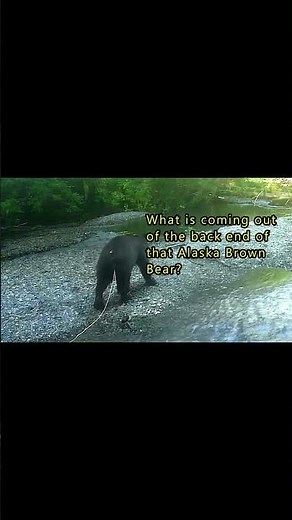 Alaska Brown Bear and Parasites that you can catch. #hiking #fishing #wildlife #nature #outdoors