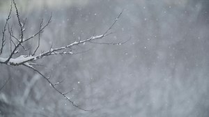 Real Falling Snow On Winter Nature Stock Footage SBV-329734354 - Storyblocks