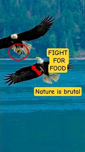 Eagles Fighting Mid-Air Over Fish 😱 (Nature is Brutal) | Battle for Food 🦅 Who Wins #nature #shorts