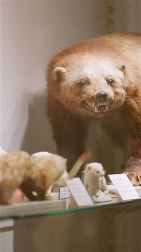 Cabinet of Curiosities | Can’t Sleep? Learn About History’s Strangest Collections