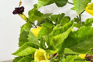 How Fast Do Hibiscus Plants Grow? (Hibiscus Growth Rate )