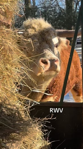RWV Land & Livestock | Listen to the wind !!!! The weather is crazy lately, it’s taking a toll on this old lady 🤣🤣 Snow storms, wicked winds and cranky cows.... | Instagram