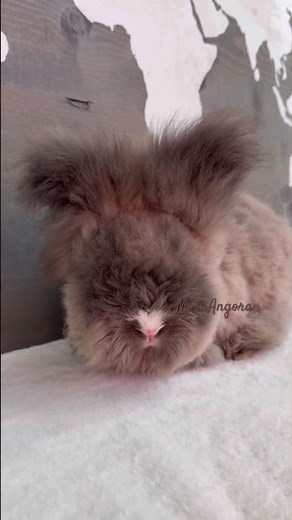 English Angoras are delightfully sweet bunnies! #bunnies #angora #pets #bunny