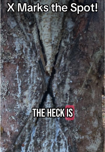 Chaga - X marks the spot #chaga #foraging #outdoors