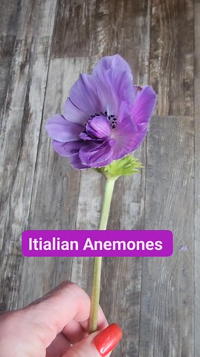 Check out this beautiful Mistral Anemone😍💜 These normally bloom in the spring, but I had a few plants come back this fall. Learning how different plants perform is very exciting.😊 I am looking forward to next spring and all the beauty it is going to bring!!! | Bee Gum Creek Flower Farm