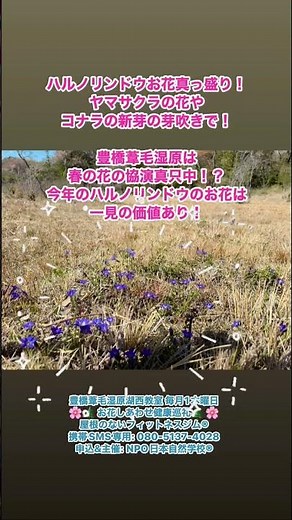 #豊橋の尾瀬 #豊橋市葦毛湿原 #愛知県豊橋市岩崎町 #ハルノリンドウ #春の湿原の花 #石巻山多米愛知県立自然公園 #日日感謝参詣 #ラブネイチャーウォーキング #日本自然学校 #豊橋葦毛湿原教室
