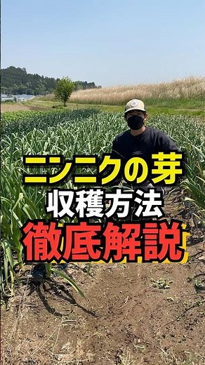 [徹底解説]にんにくの芽の取り方！切るんじゃなくて抜く！モノマネしてないですよ🙄 #農家 #shorts #にんにく