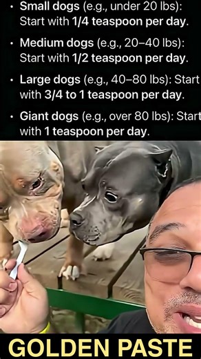 DIY GOLDEN PASTE For Dogs‼️ #doghealthtips #diy