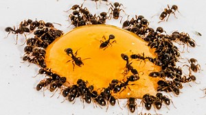 Ants eating honey time lapse