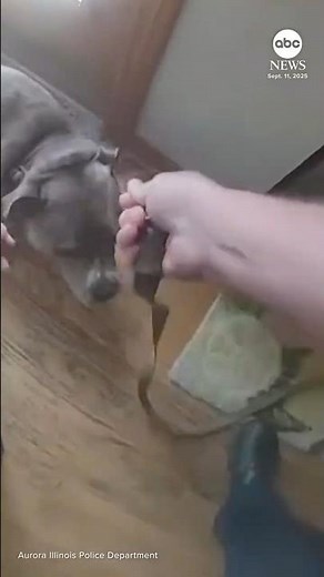 Dog leads officer to leash while being rescued from house fire