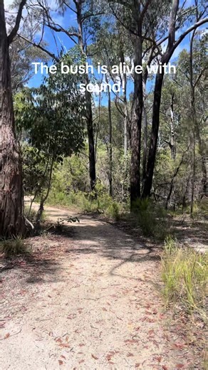 What bush sound do you love? #beautifulscenery #nature #hiking #hikingadventures #australia #bush