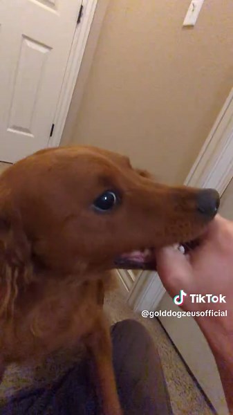 Cute Dog — Gold Dog Zeus Puppy Clips