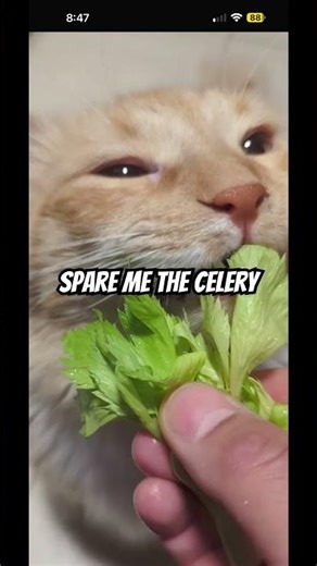 Bumble bee #memes #funny