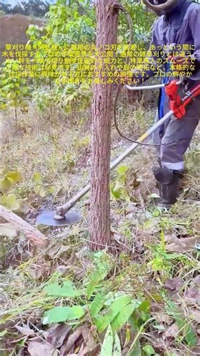 【林業のプロ】草刈り機を使った安全で素早い樹木伐採プロセス #worker #process #brushcutter #forestry #treecutting