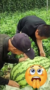 Poor Farmer Grows a Giant Watermelon! 🍉🤯 #Inspiration #AmazingNature