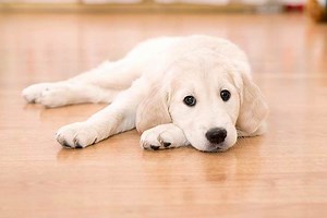 My Dog Ate Human Hair What To Do (Reviewed by Vet) | Our Fit Pets