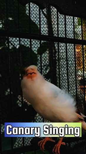 CANARY SINGING TRAINING #Canary #kanarie #kanarienvogel #bird #animal #vogel