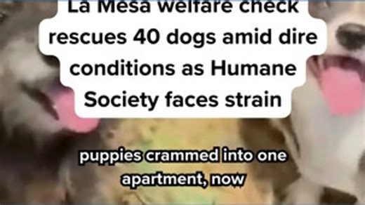 A La Mesa welfare check uncovered approximately 40 dogs, stretching the already overwhelmed San Diego Humane Society shelter. | CBS 8 San Diego