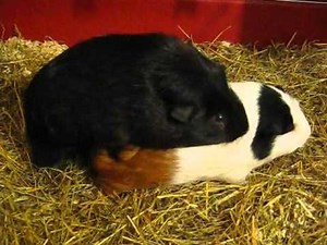 2010-10-05 Mating Guinea Pigs (Part 3) Abigail and Coco