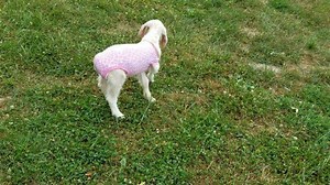 Exploring | GoatsofAnarchy