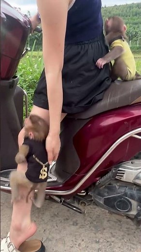 The girl stood there waiting. The monkey ran up and climbed onto her.🥰🥰🥰