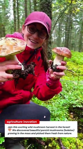Massive Wild Mushroom Harvest in the Forest 🍄 | Porcini Picking Adventure