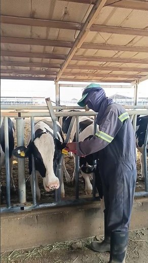 Why Cows Get Ear Tags? 🐄🔍 Shocking Farm Truth!