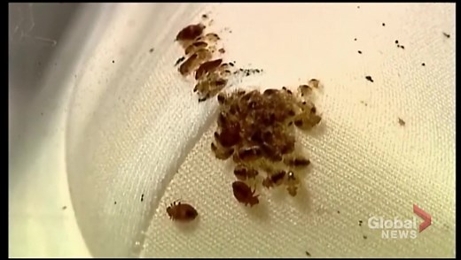 Peterborough climbs to 21st in Canada for top bed bug cities