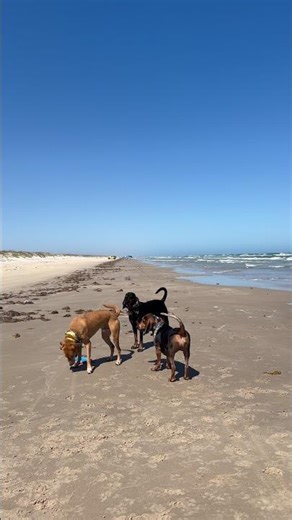 Black & tan coonhound, fino hound, treeing walker coonhound mix at the beach