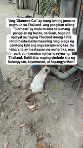 Ang Siamese cat ay isang lahi ng pusa na nagmula sa Thailand, na dating kilala bilang Siam, at isa sa pinakamatandang domesticated na pusa sa buong mundo. Ang pangalan nilang "Siamese" ay nagmula mismo sa lumang pangalan ng bansa, bago ito opisyal na tinawag na Thailand noong 1939. Sa sinaunang panahon, ang mga Siamese cats ay itinuturing na sagradong hayop at inaalagaan lamang ng maharlikang pamilya, mga pari, at iba pang mataas na opisyal ng kaharian. Dahil dito, sila ay naging sagisag ng kaya