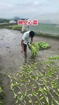 How to Save Time Growing Water Spinach