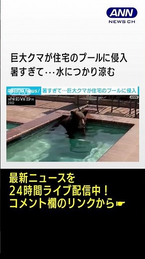 暑すぎて…巨大クマが住宅プールに侵入 米カリフォルニア州 #shorts