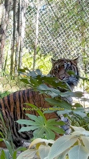 Tiger At San Diego Zoo Safari Park/Wild Life in California 🐅🍃