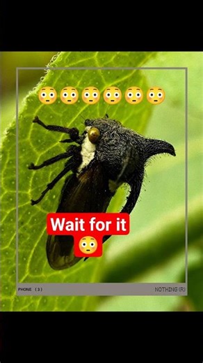 Looks like a thorn… but it’s alive.#viral #explorepage #viralreels #nature #fly #shortsviral #shorts