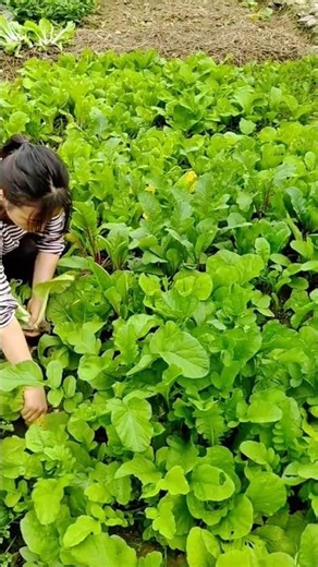 A woman harvesting fresh green vegetables in garden field