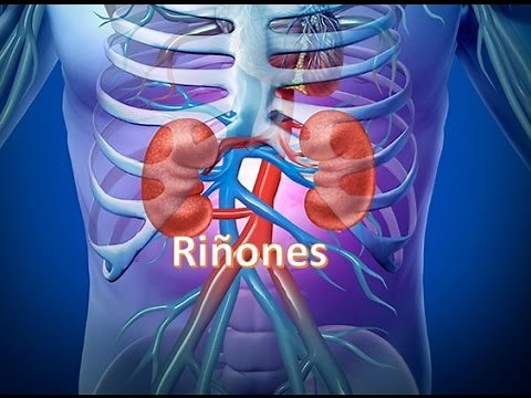 Riñones 3D