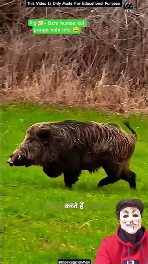 Ye jungli suar 🐖 jungle mai ajay माने जाते है #wildpig #facts #wildlife