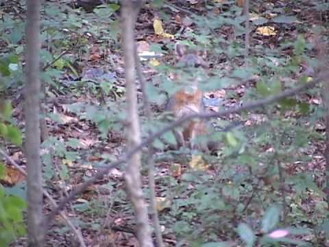 Pennsylvania Gray Fox
