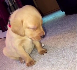 Me every Monday morning... 🐶💤 | Funny Viral Videos