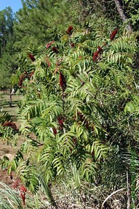 Anacardiaceae Rhus glabra - smooth sumac (Lab 2)