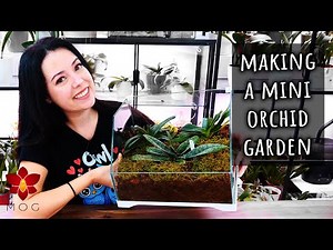 Potting multiple Orchids together the right way! - Orchid Care for Beginners