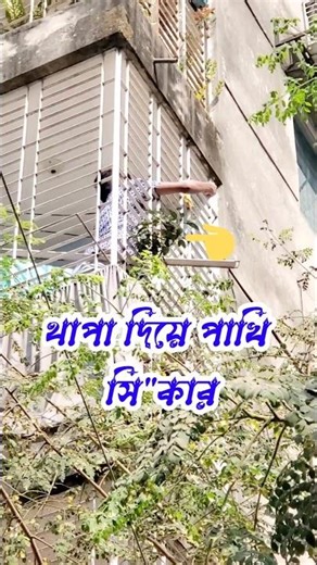 Aliraj's bird hunting with one stroke | pakhi sikar kore ki vabe | mirpur 1 pakhir hat | pet