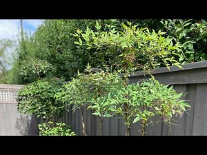 How do you trim these things?